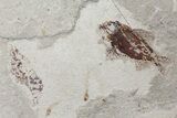 Cretaceous Fossil Fish (Ctenothrissa) & Shrimp - Lebanon #70435-1